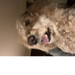 Dogs are good for you