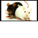 rats are the best :)