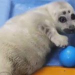 Seal Assemble