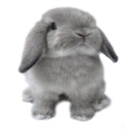 Bunny Cuteness
