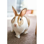 Skittles the cute bunny