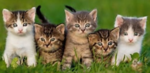 Katzen horde