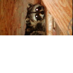 Raccoon Trash Gang: Neighborhood (RACCOON MORPHS)