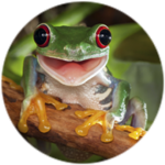 Frog.Team