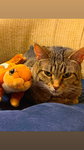 The cat happiness