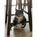 Captain cat group