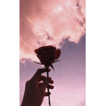 You are a rose!