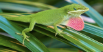 I’m just a lizard