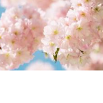 ~blossom