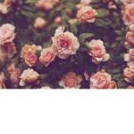 🌷Rise Above o