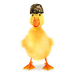 The Duck Troop