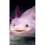 axolotl GROUP plus frog group
