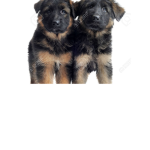 Hi anyone