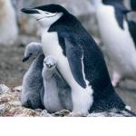 Penguins world