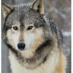 Frost wolf pack bond