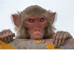 Vanne