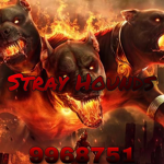 Stray Hounds