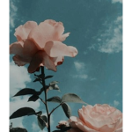 blossomssss......x