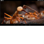 The Army Ants