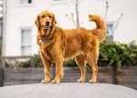 The doggie friends