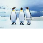#Team Penguin!