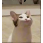 The Meowing Cats
