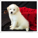 Puppy and dog ###### 101