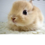 The official rabbit group