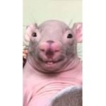 -_§BADDIE RATS§_-