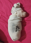 Xytos