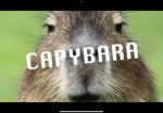 The official capybara fan club :3