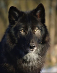 the dark wolf groop