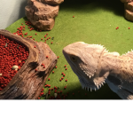 Bearded dragon war