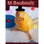 Team des canaris