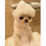 Cʜɪʜᴜᴀʜᴜᴀ