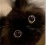 gato friends