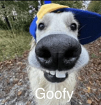 Goofy Gangy Gang