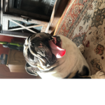 Shinythedog