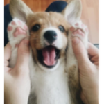 corgi is cool