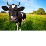 The group of cows :)