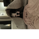 Lexi life