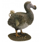 The Dodo Club