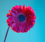 Flower Test 1