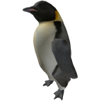 Penguin on head