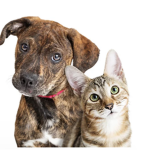 For: cat and dog luvers