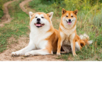 Akita ken is a dog group