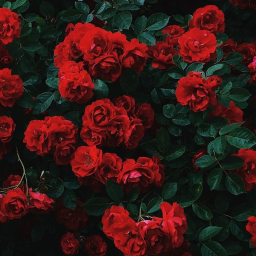 🌹