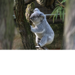 Penc KOALA