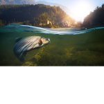Team_fisherman