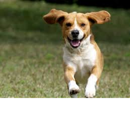 EPIC DOG OBBY